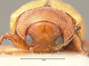 Media type: image; Entomology 17324   Aspect: head frontal view